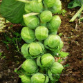 Brassica oleracea vegetable  baby cabbage  seeds